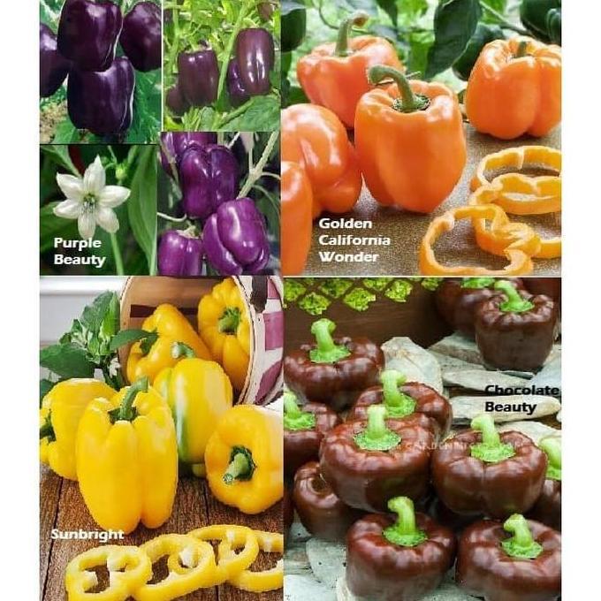 Giardino- Paket Hemat Bibit / Benih / Biji Paprika Isi 4 Jenis Warna Menarik