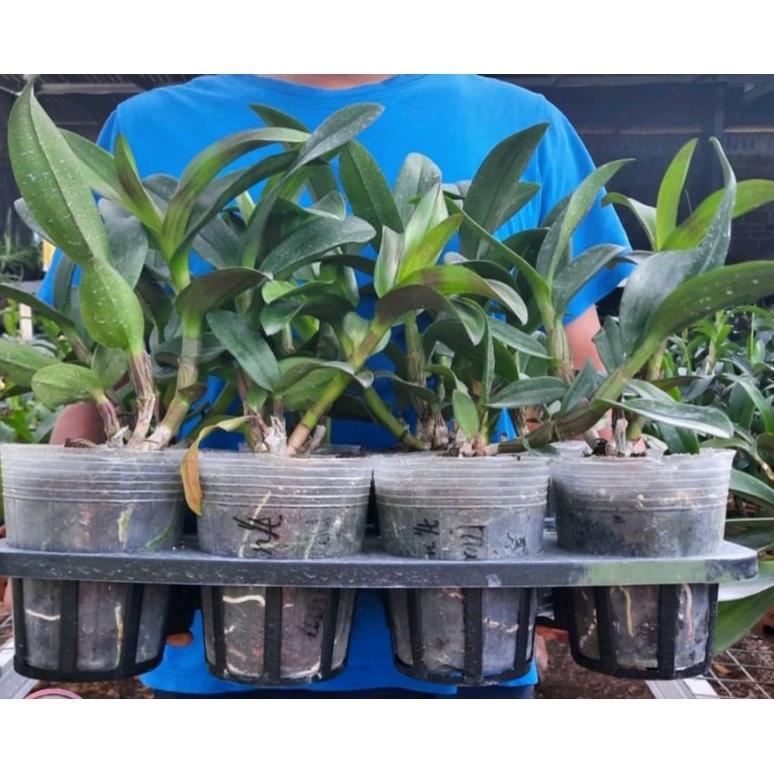 Promo Cod Tray Semai Bibit Anggrek, Tray Pot Semai Tanaman, Pot Bulat Bibit Benih Flexible ><