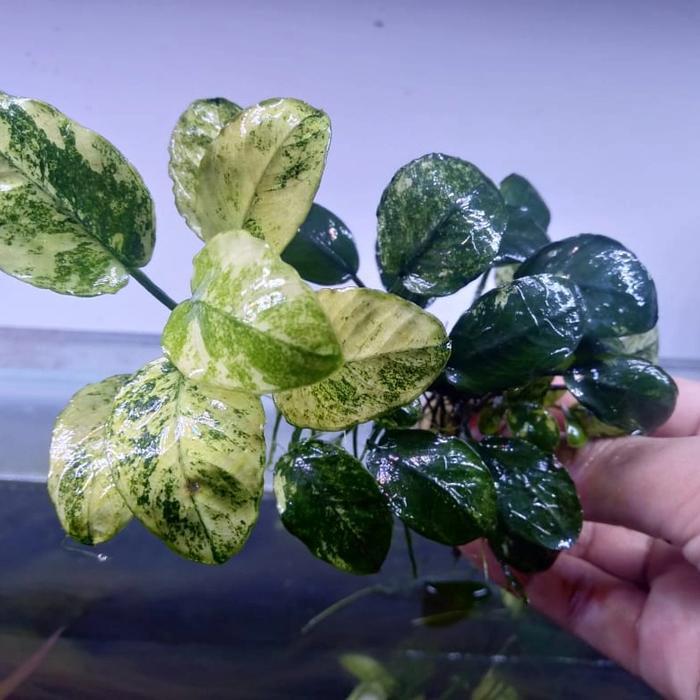 Anubias Pinto MP indukan