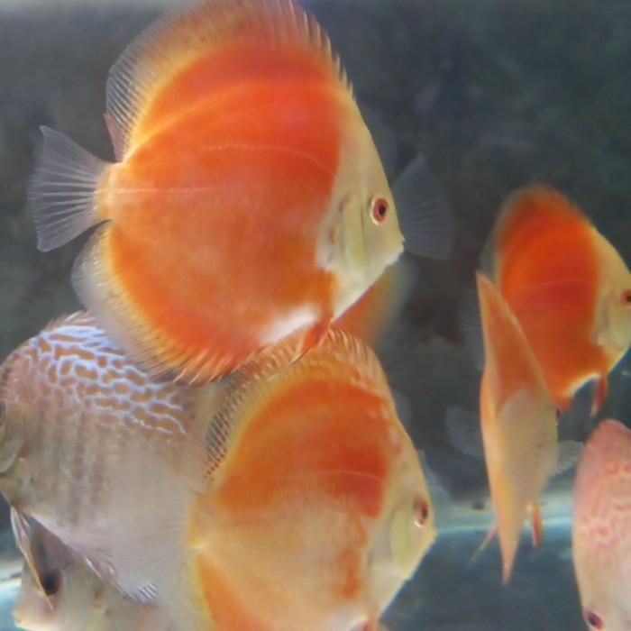 paket Discus 2,5 inchi 5 ekor