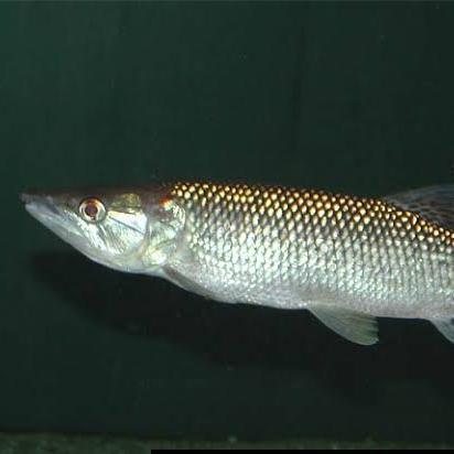 Hiasan Aquarium Ikan Odoe Pike Tankmate Mantul Ikan Hias