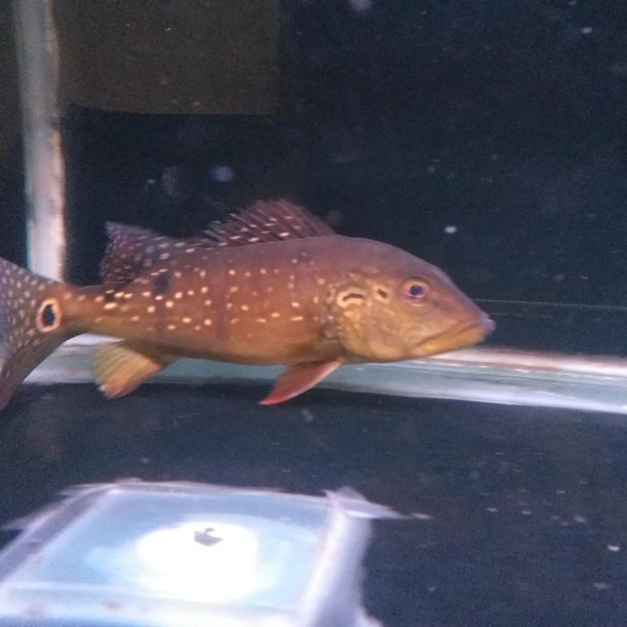 Hiasan Aquarium Peacock Bass Pinima