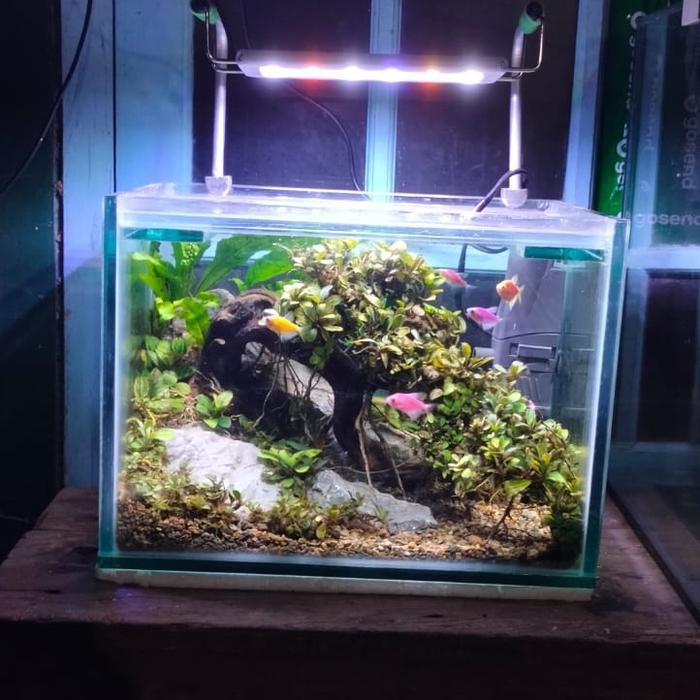 bonsai aquascape full set tank 30 tema bonsai