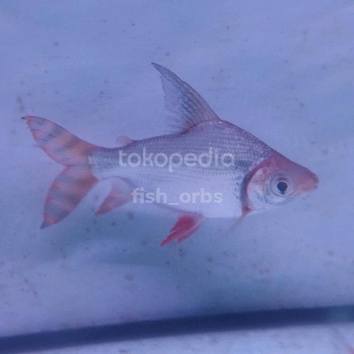Hiasan Aquarium Red Feifeng/RFF