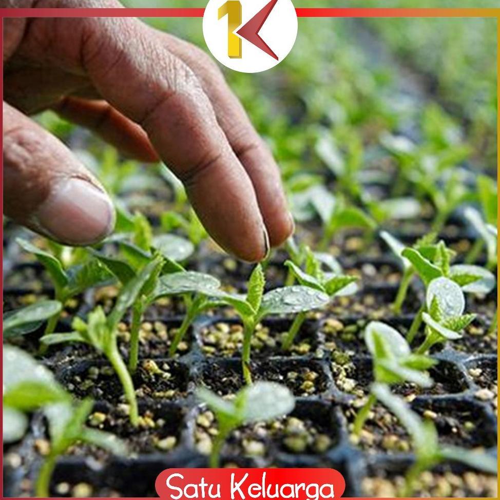 Promo Cod Sk-C1508 Tray Semai Pot Penyemaian Bibit Tanaman 50 Lubang / Pot Tray Wadah Persemaian Ben