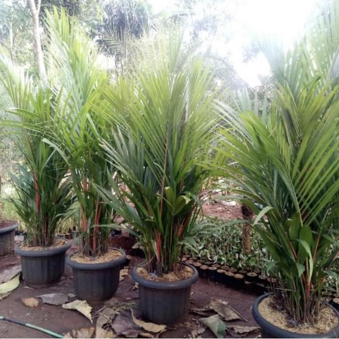 TERMURAH - Tanaman hias Palem Merah // pohon palem merah 2 meter rimbun