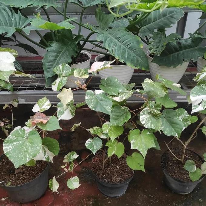 BEBAS ONGKIR - Waru Variegata / Tanaman Waru Variegata