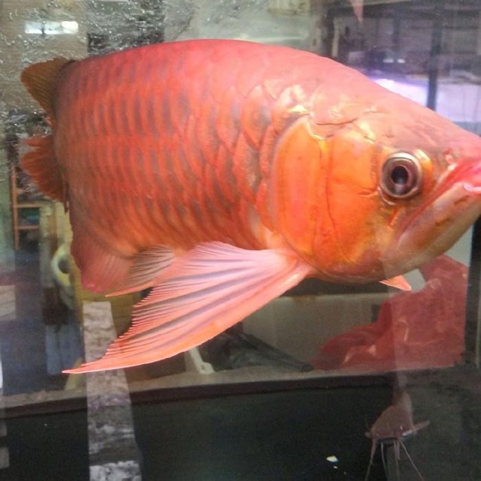 Arwana Super Red Special Spek Unik jumbo