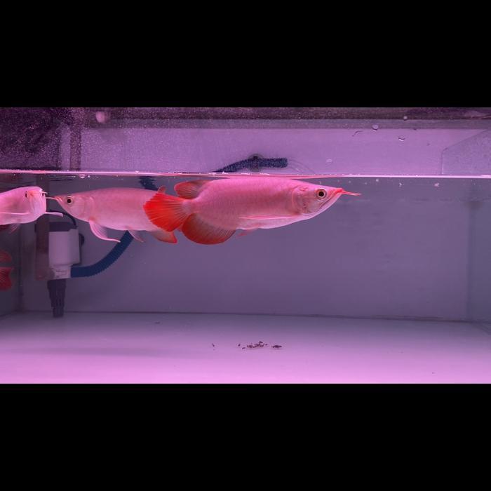 arowana super red arwana super red short body sb