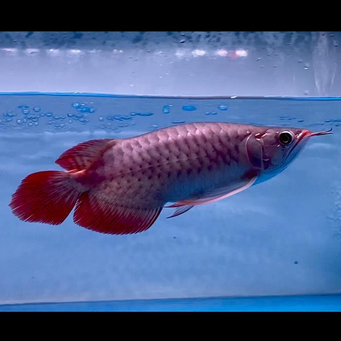 ikan arwana super red semi Short Body