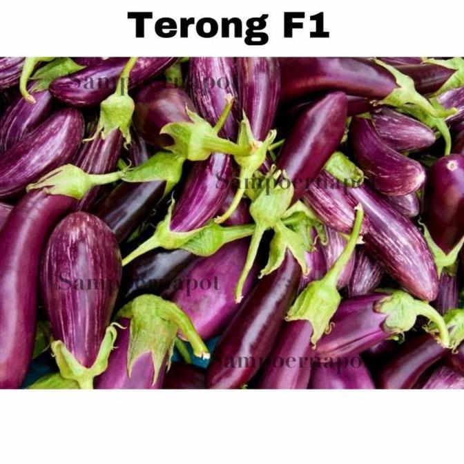Huayuan- Benih Bibit Terong Ungu Panjang F1 Charming Known You Seed - Kys Terong Ungu Panjang F1 Cha