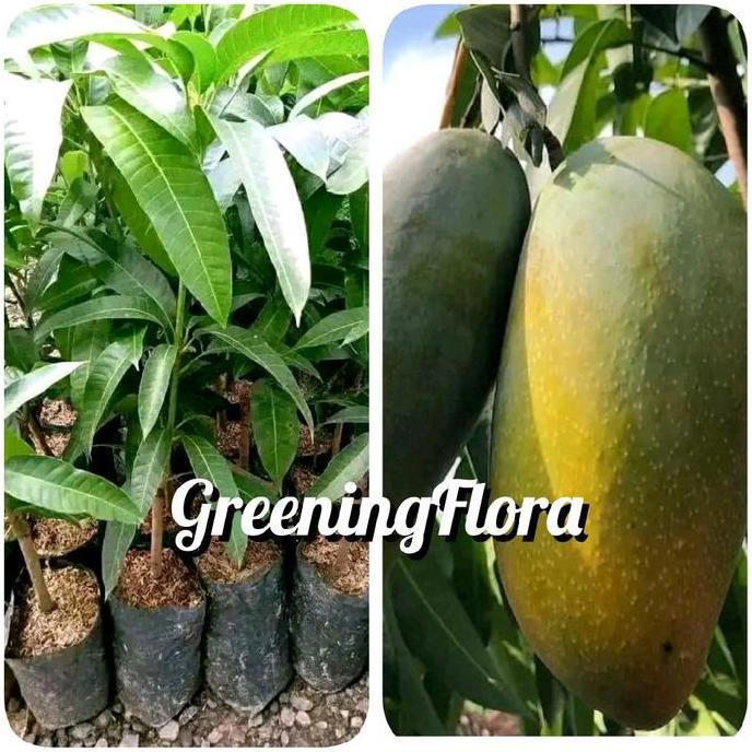 [COD] BIBIT MANGGA KIOJAY BIBIT MANGGA JUMBO KIOJAY OKULASI TERBAIK