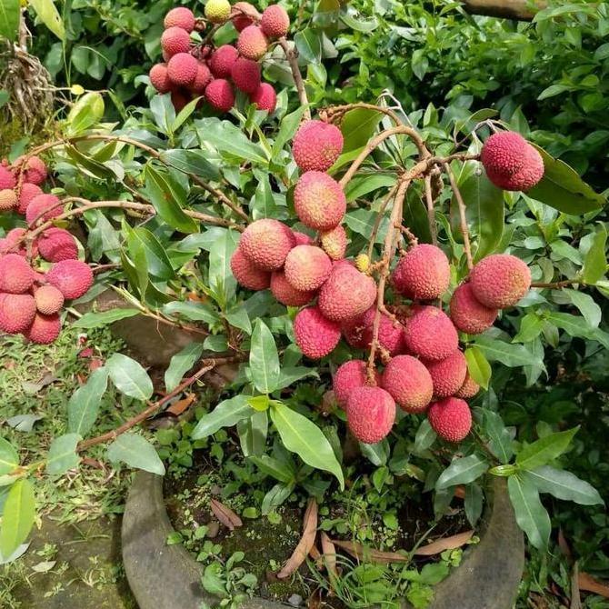 bibit tanaman leci merah cangkok rimbun asli siap bunga