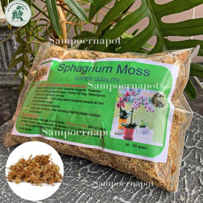 media tanaman bunga anggrek sphagnum Moss