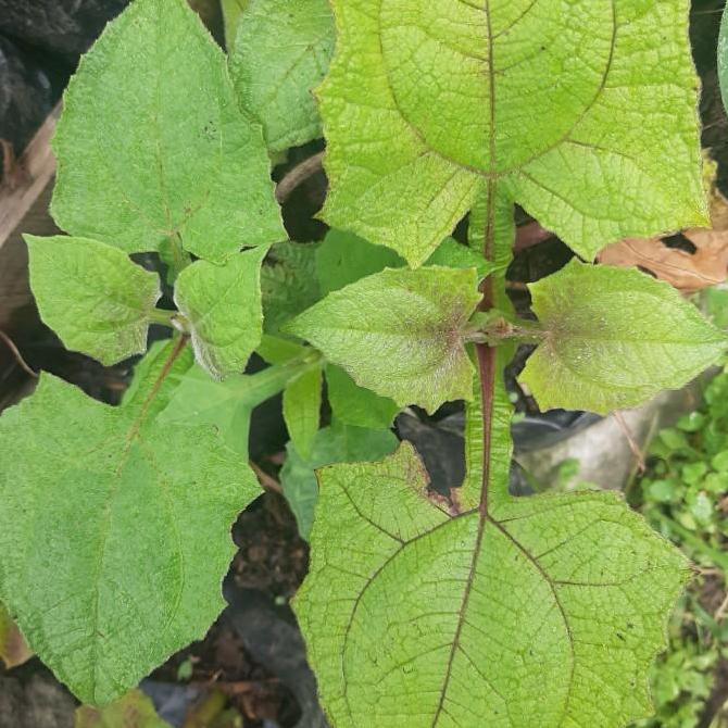 Bibit Yacon, Tanaman Insulin, Tanaman Umbi Yacon TERJAMI