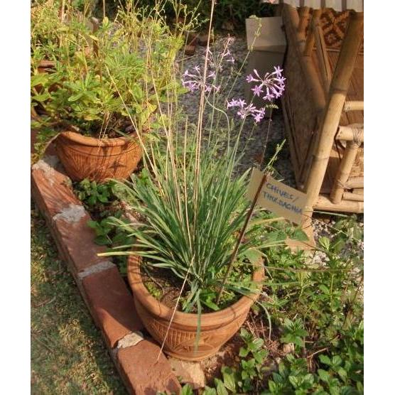 Bibit Tanaman Purple Chives (Kucai Ungu) organik TERJAMI