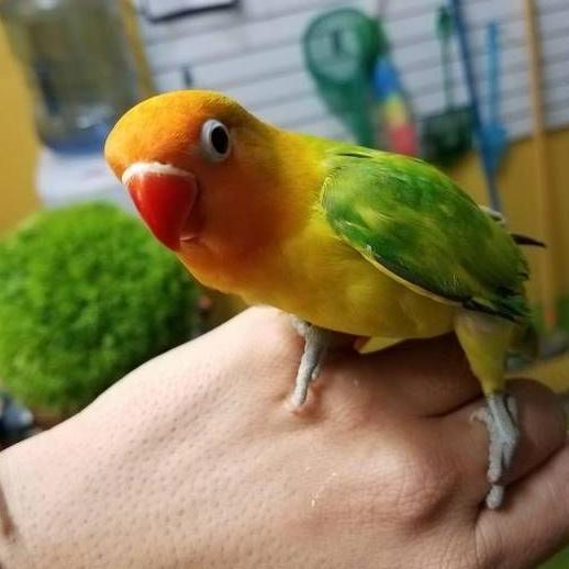 NEW BURUNG LOVEBIRD JINAK TOTAL /RESPON LOLOH& MANDIRI ORI