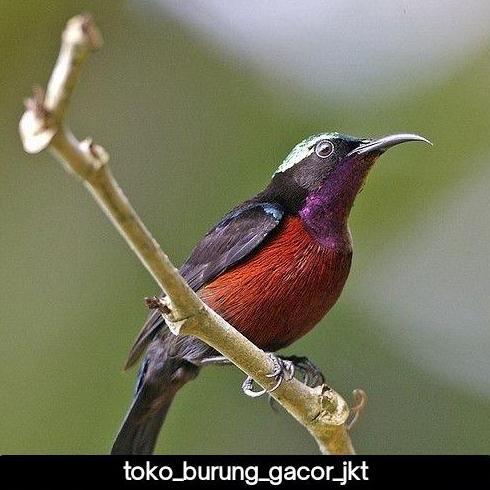 NEW BURUNG KOLIBRI NINJA PILIHAN ORI