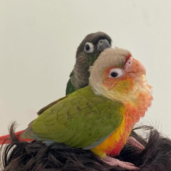 NEW BURUNG PARROT PINEAPPLE CONURE, GREEN CHEEK CONURE, YELLOW SIDE CONURE ORI