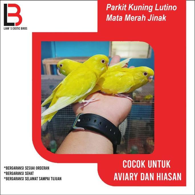 NEW LIAM'S EXOTIC BIRDS BURUNG PARROT PARKIT LUTINO KUNING MATA MERAH JINAK SEHAT TANPA CACAT GARANS