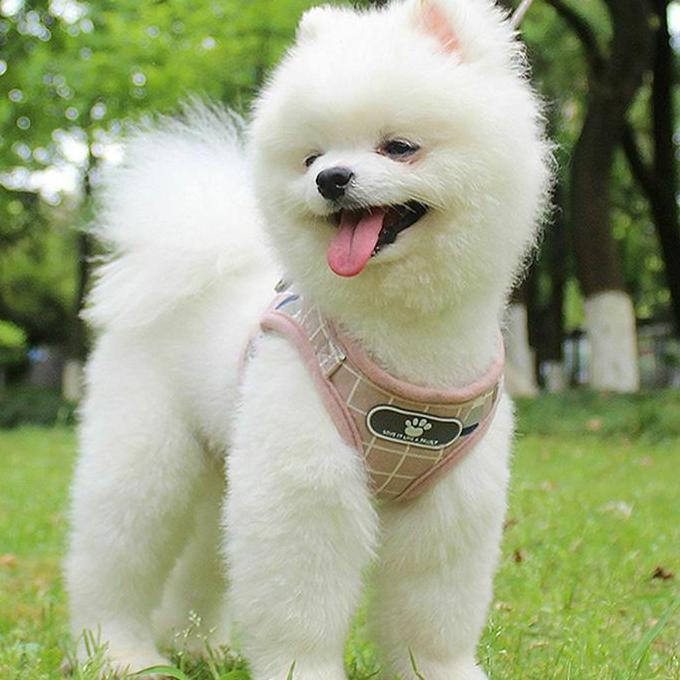 Kittycute- Tali Tuntun Kucing / Harness Anjing /Tali Harness Kucing / Harness