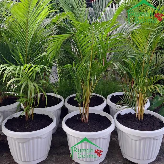 Tanaman palem kuning/Palem Kuning Rimbun/Palem Komodor