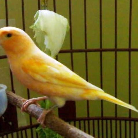 NEW BURUNG KENARI LOPER GACAORAN ISTIMEWA ORI
