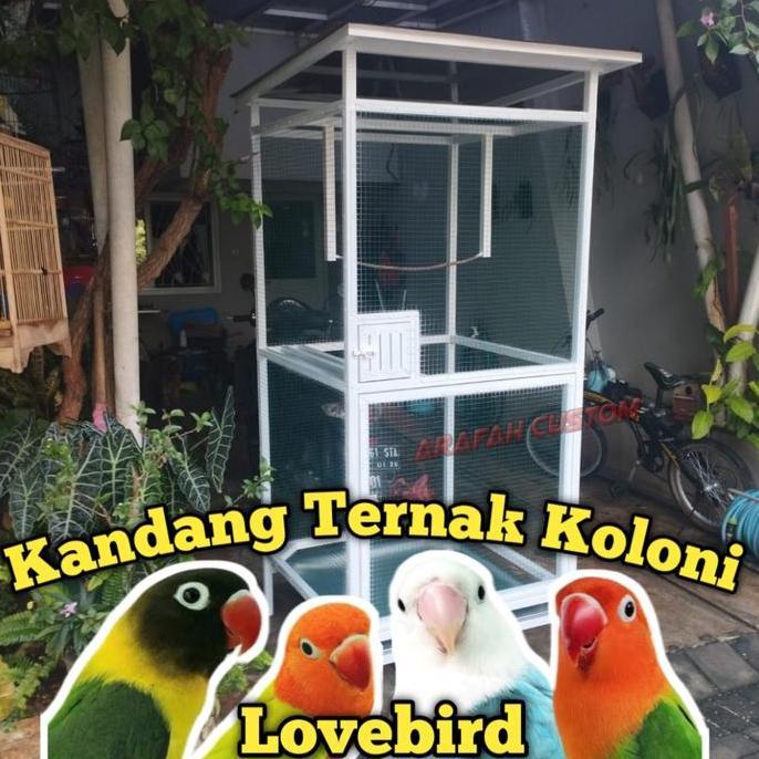 NEW SANGKAR KANDANG TERNAK UMBARAN KOLONI BURUNG LOVEBIRD MURAI BESAR ORI