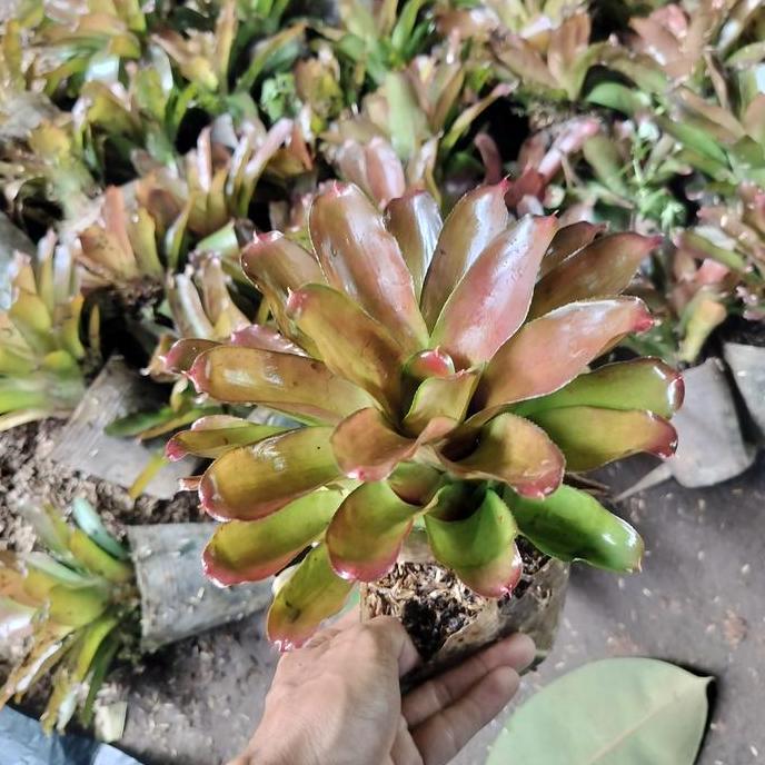 Bromelia mawar merah