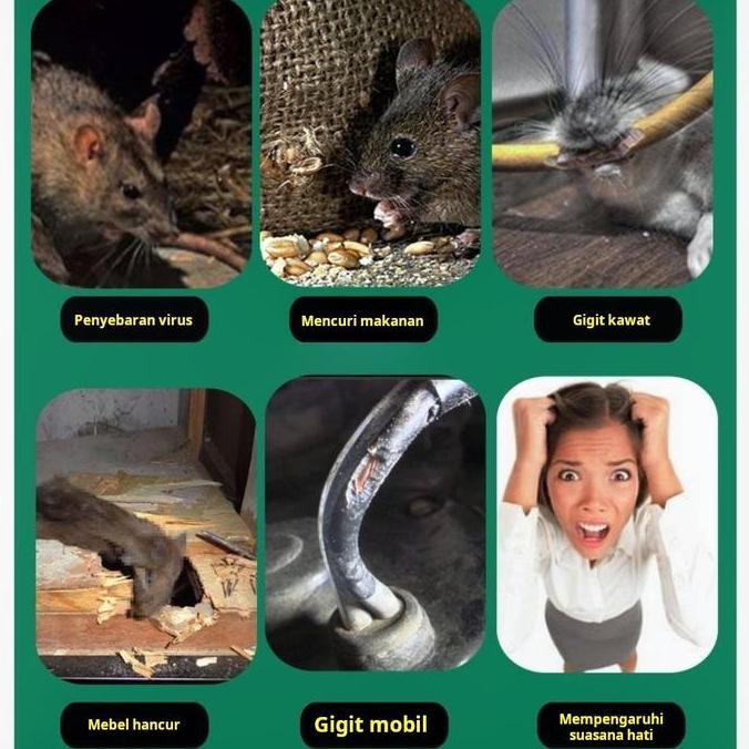 Racun Tikus Ampuh Untuk Rumah Tangga, Dapur & Gudang | Membantu Mengatasi Tikus Yang Mengganggu Kebe