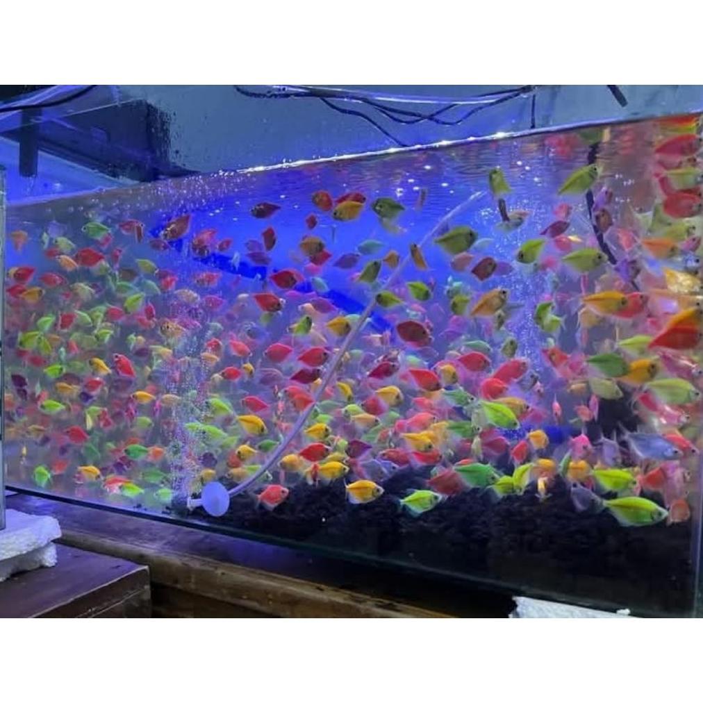 Ikan Hias Glofish 30pcs Bergaransi Free Pakan