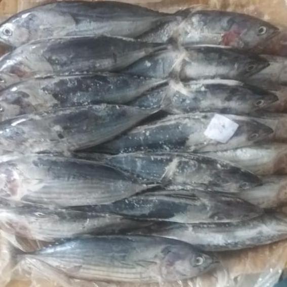 Cibo- Ikan Cakalang Segar Beku