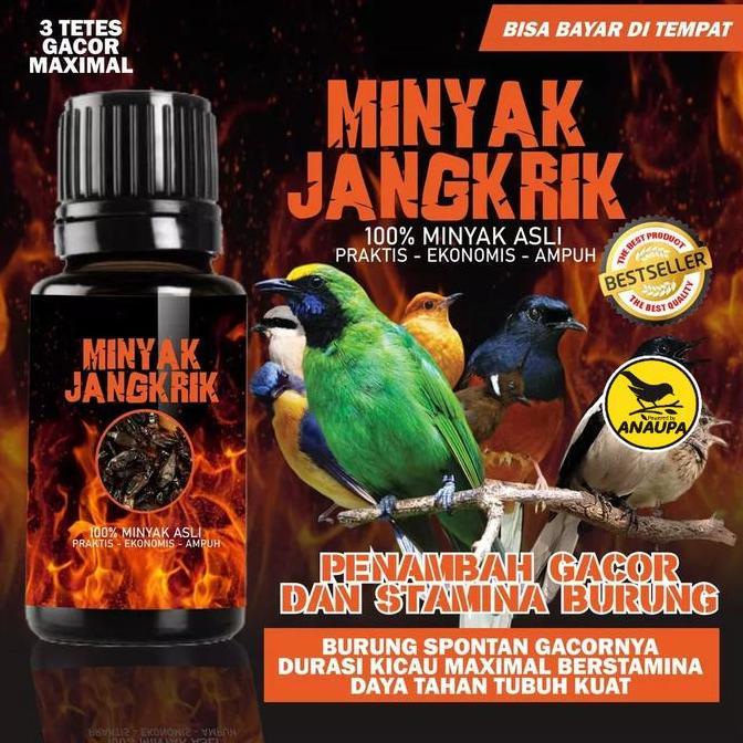 Penggacor Gacor Burung Kicau Murai Murai Batu Atp Masteran Doping Jalak Suren Anis Merah Kacer Isi 1