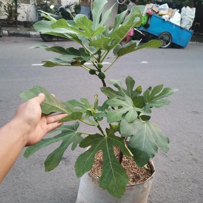 pohon buah tin green jordan sudah berbuah / tanaman buah tin PAN