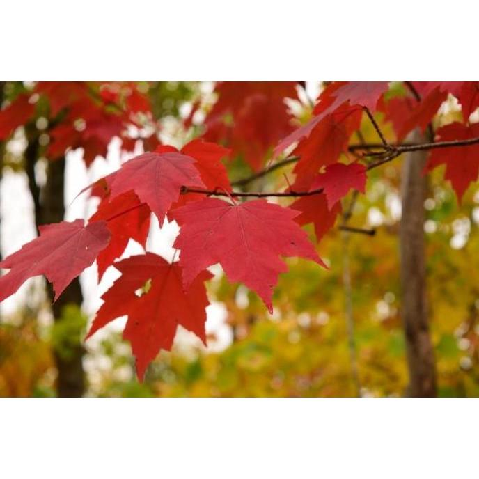 ready Benih Bibit Biji - American Red Maple / Canadian Maple Tree (Acer rubrum) Pohon Eksotis Seeds 