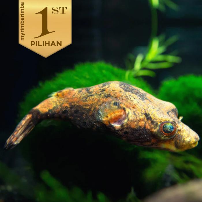 Ikan Buntal Palembang Puffer Fish Humpback Dragon Pao Hias Aquarium