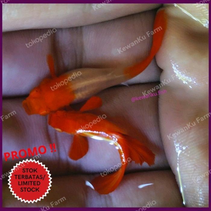 Guppy Albino Koi Red Ear Grade A Sepasang