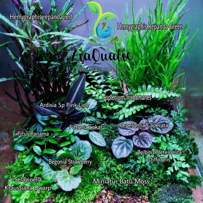 Paket Tanaman Terrarium Natural - Paludarium Indoorplant