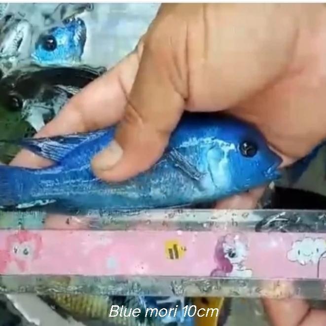 Blue mori 10cm/ free sterofoam/ cichlid/ ikan hias
