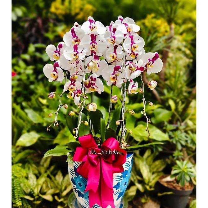 Anggrek bulan Dalmation rangkaian 5 pohon pot keramik