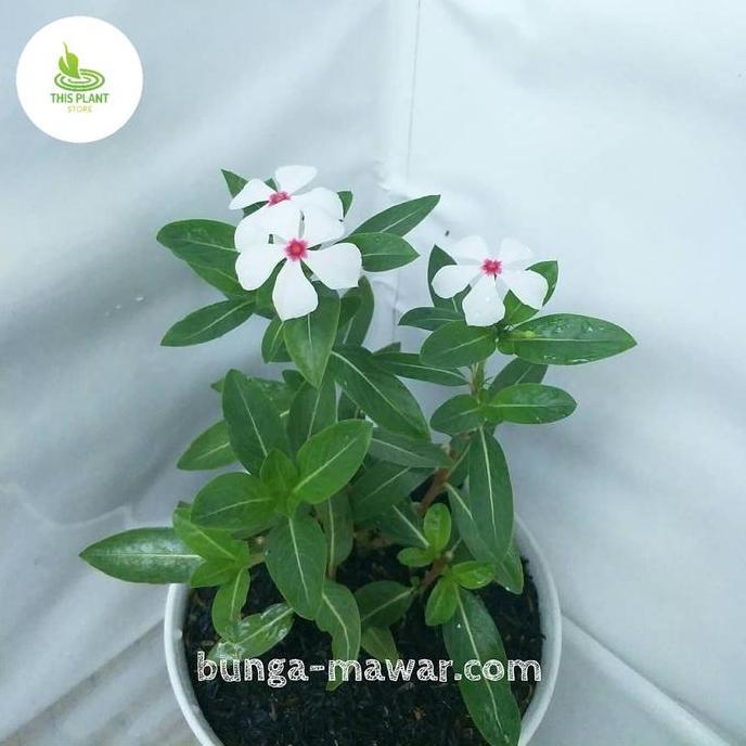 tanaman hias vinca  bunga putih / tapak dara vinca warna putih murah