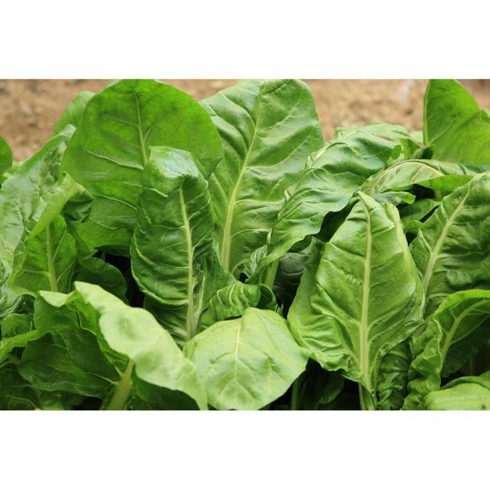 Benih Bibit Biji - Spinach Perpetual Leaf Beet Seeds - IMPORT murah