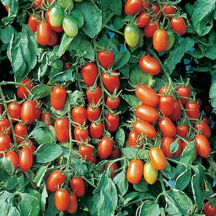Benih Bibit Biji - Red Cherry Tomato Juliet F1 Tomat Mini Ceri Merah Hibrida Seeds - Tahan Terhadap 