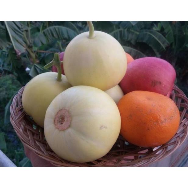 Benih Bibit Biji - Melon Apel Silver Light F1 Hybrid (Oriental Sweet) murah