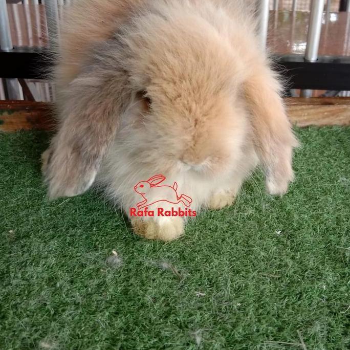 anakan kelinci fuzzy lop ras asli khusus gojek dan grab