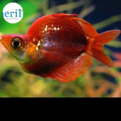 Ikan Rainbow Red / Boesemani Merah / Rainbow Red Fish