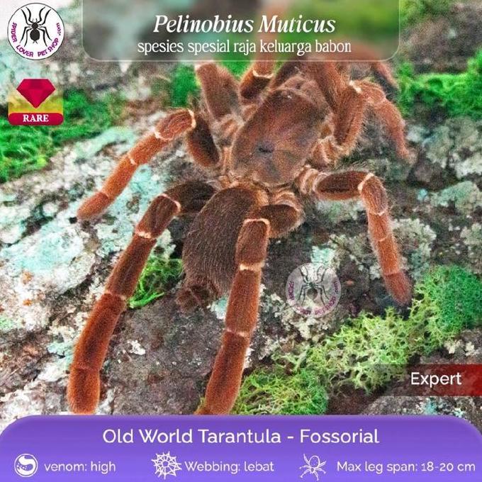 Pelinobius Muticus / king baboon sling tarantula