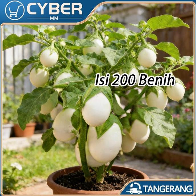 COLOCAS Benih Unggul Terong Putih Bulat Sekitar 200 Biji Benih Terong Putih Bulat Survival Rate Ting