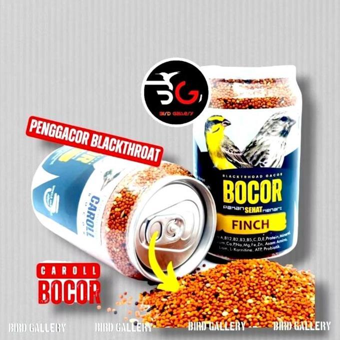 FYP BOCOR BLACKTHROAT PAKAN BURUNG BLACKTHROAT CAROLL *