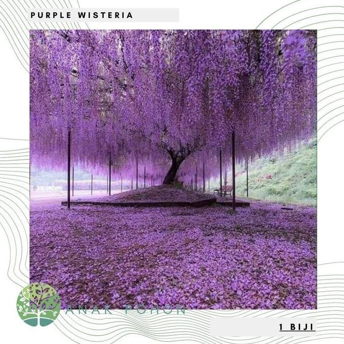 Benih Bibit Biji Pohon Bunga Purple Wisteria Flower Seeds Import Allshop